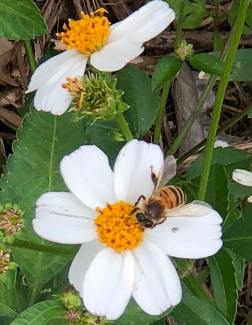 bee flower