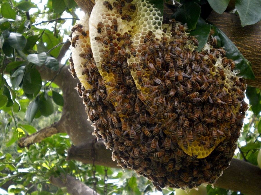 Bee hive
